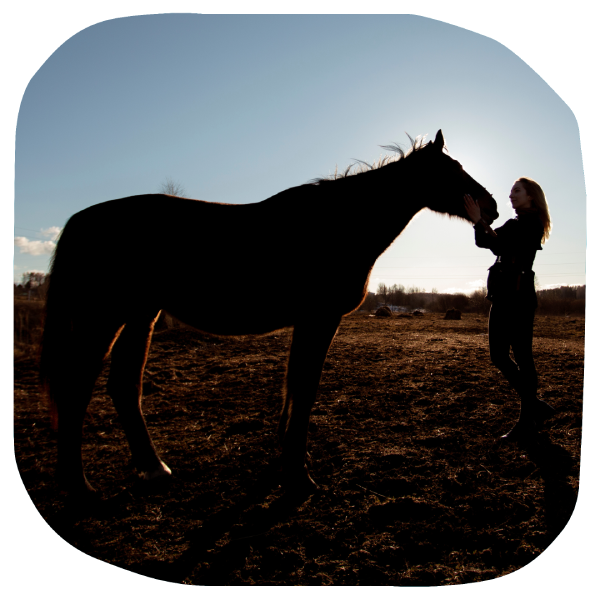 Connessione con i cavalli